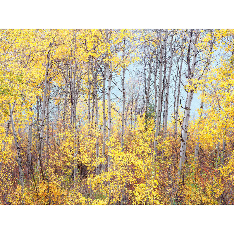 Swan Valley Autumn Portrait #4 Print by Bruce Heinemann, Wrapped Canvas, No Mat, 18" H x 24" W