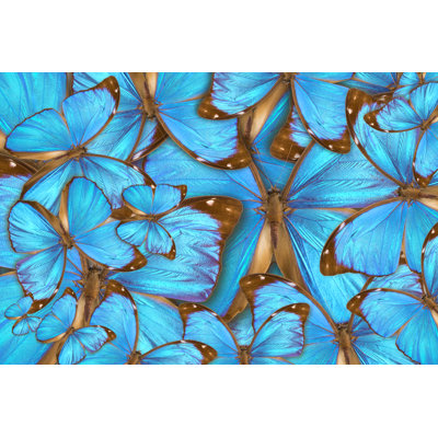 Menelaus Blue Morpho sur toile