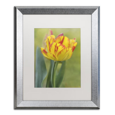 «Rembrandt Tulip», reproduction de photo sur toile encadrée