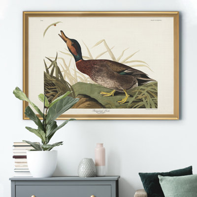 " Bemaculated Duck "