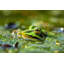 Grenouille-1534901086-1524768675-1524768701