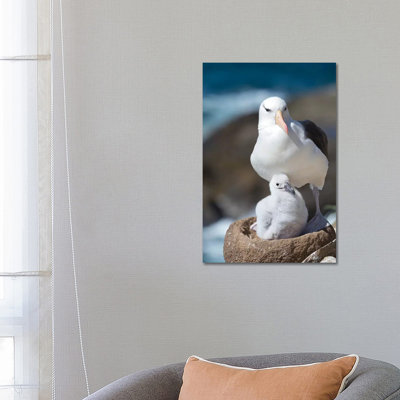 Adult And Chick Black-Browed Albatross On Tower-Shaped Nest, Falkland Islands. by Martin Zwick - Wrapped Canvas Print