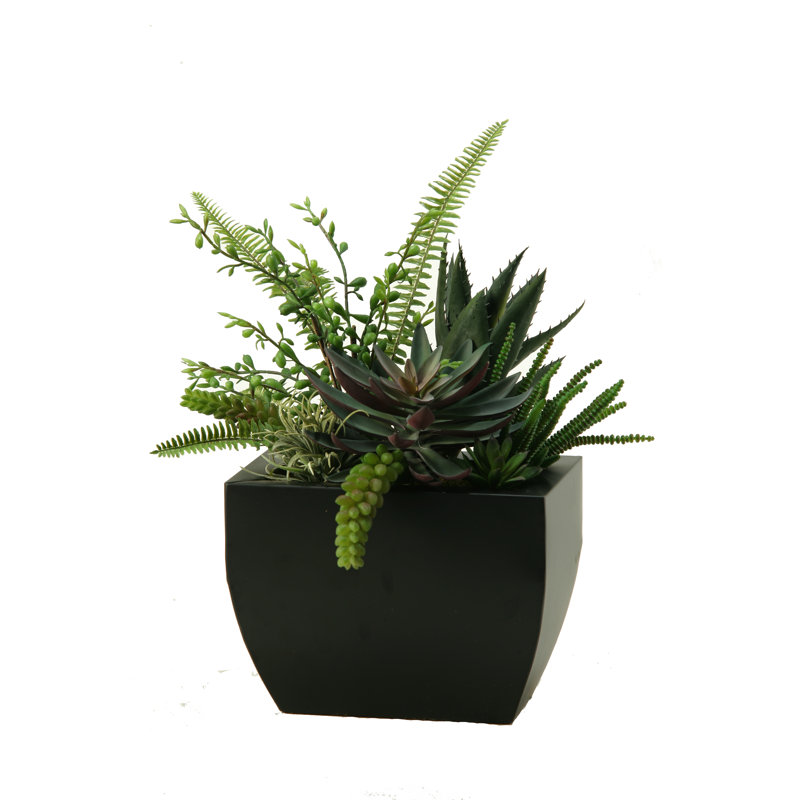 Aloe, echeveria, plantes grasses de bureau en pot de fleurs