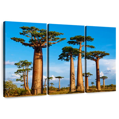 Morondava, forêt de Baobab
