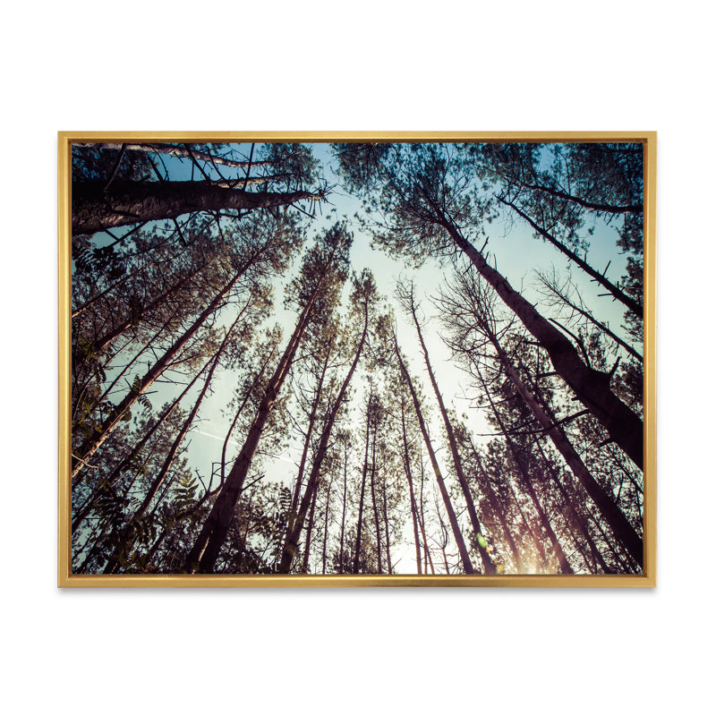 «High Forest Trees And Blue Sky», reproduction sur toile, Cadre flottant doré, H 24 po x l 32 po