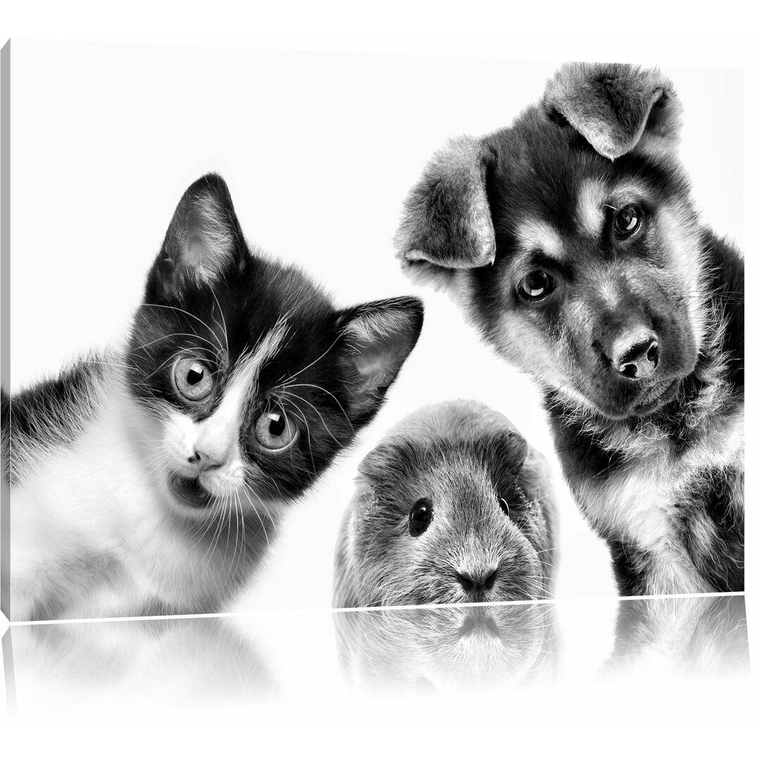 Leinwandbild Lustiges Trio Hund Katze Meerschwein in Monochrom