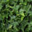 Artificial Mini Ivy-1696776646