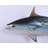 Mackerel Tuna Statue