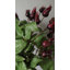 Montana Rose Hip Faux Floral-1231080859-1231080858
