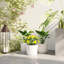 Pot Planter