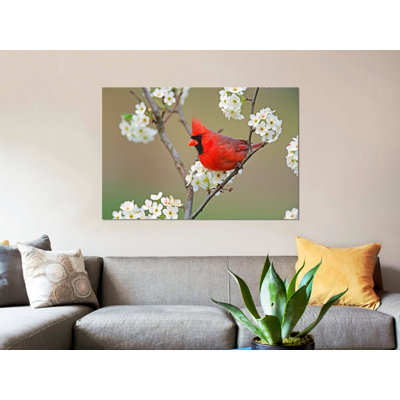 Mâle cardinal du Nord parmi les poiriers, Kentucky - reproduction de photo sur toile tendue