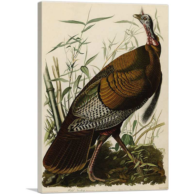 «Great American Cock Wild Turquie» par James Audubon, reproduction d'art sur toile tendue, H 40 po x l 26 po x P 0,75 po