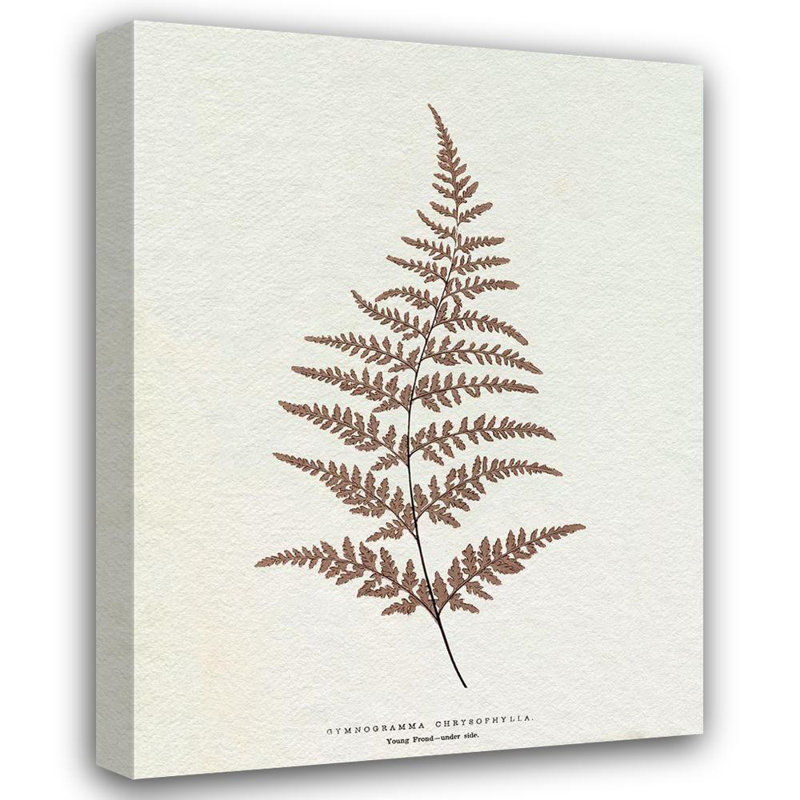 Lark Manor ™ Lowe, E.J. Art sur toile tendue avec châssis: Lowe sépia fougère I, H 24 po x l 19 po