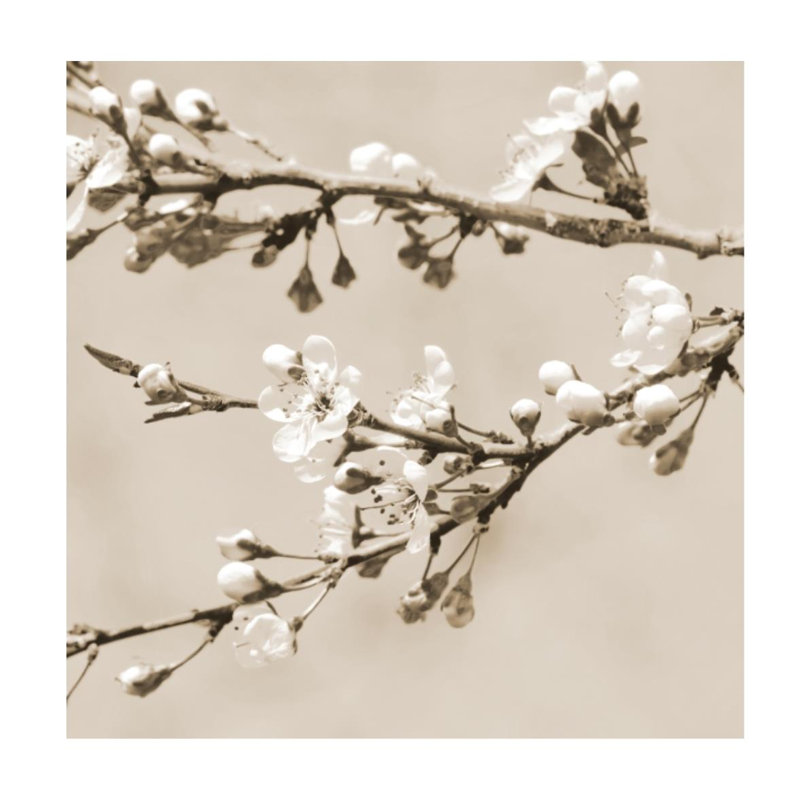 Pensée du début du printemps IV par Sofia Fox - impression, Couche de verre, H 24 po x l 24 po x P 1,5 po