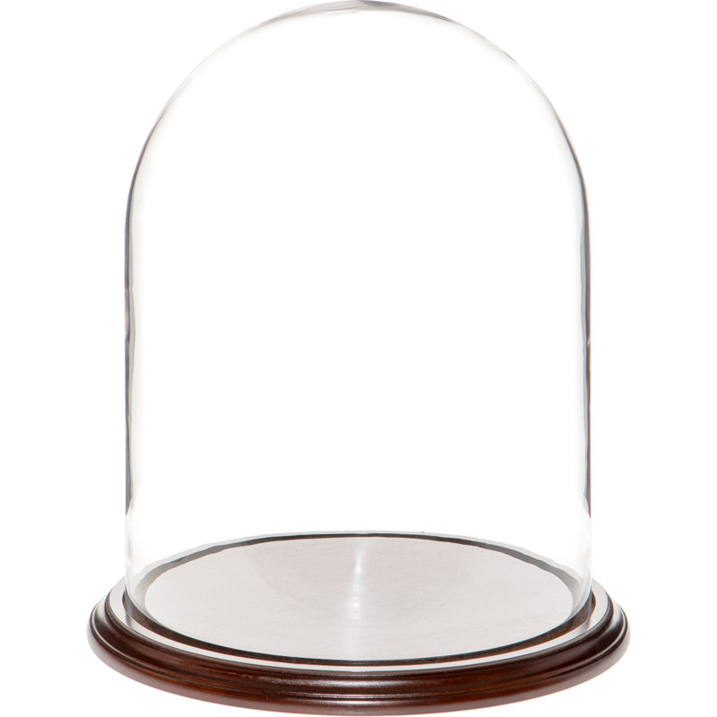 Cloche en verre Vucciria, Base en placage d'acajou foncé, H 20 po x l 9,75 po x P 9,75 po