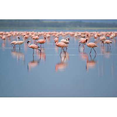 " Flamingos "