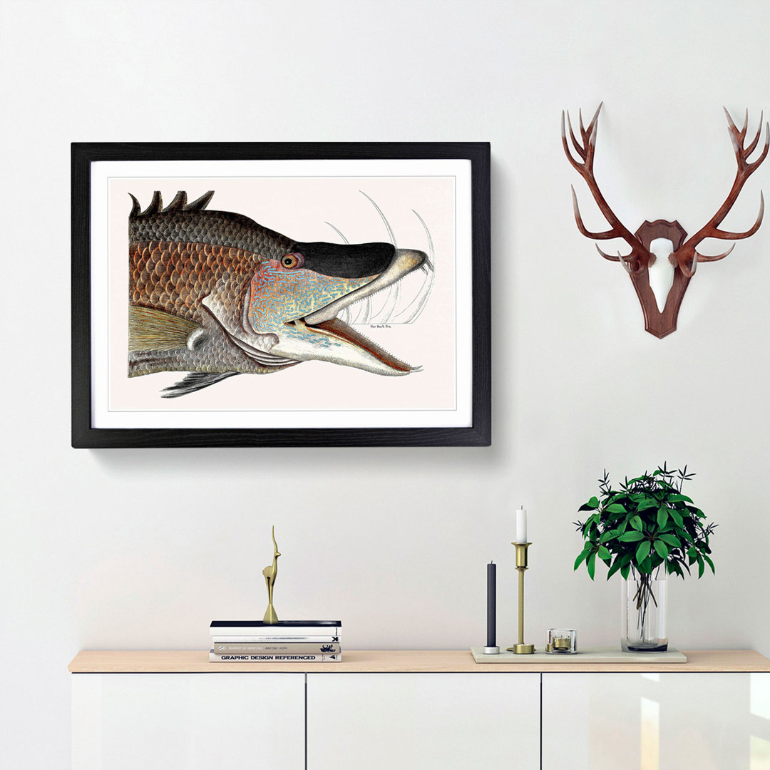 Great Hog-Fish by Mark Catesby - Picture Frame Painting Print