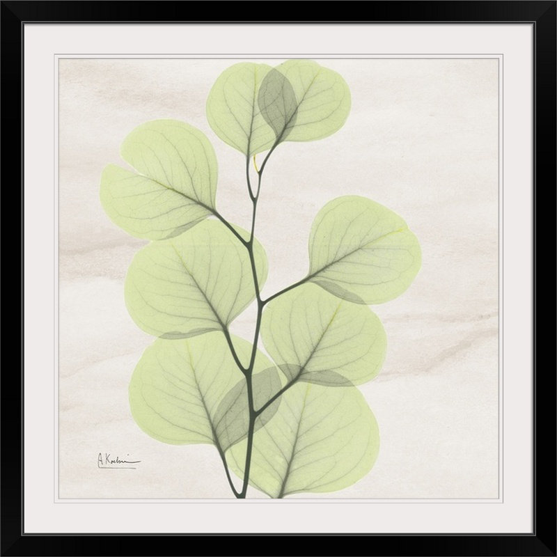 "Manigault" Eucalyptus Leaf X-Ray par Kiranjit, reproduction de photo, H 28 x l 28 po x P 1 po, Cadre noir