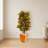 Croton Artificial Plant in Orange Planter