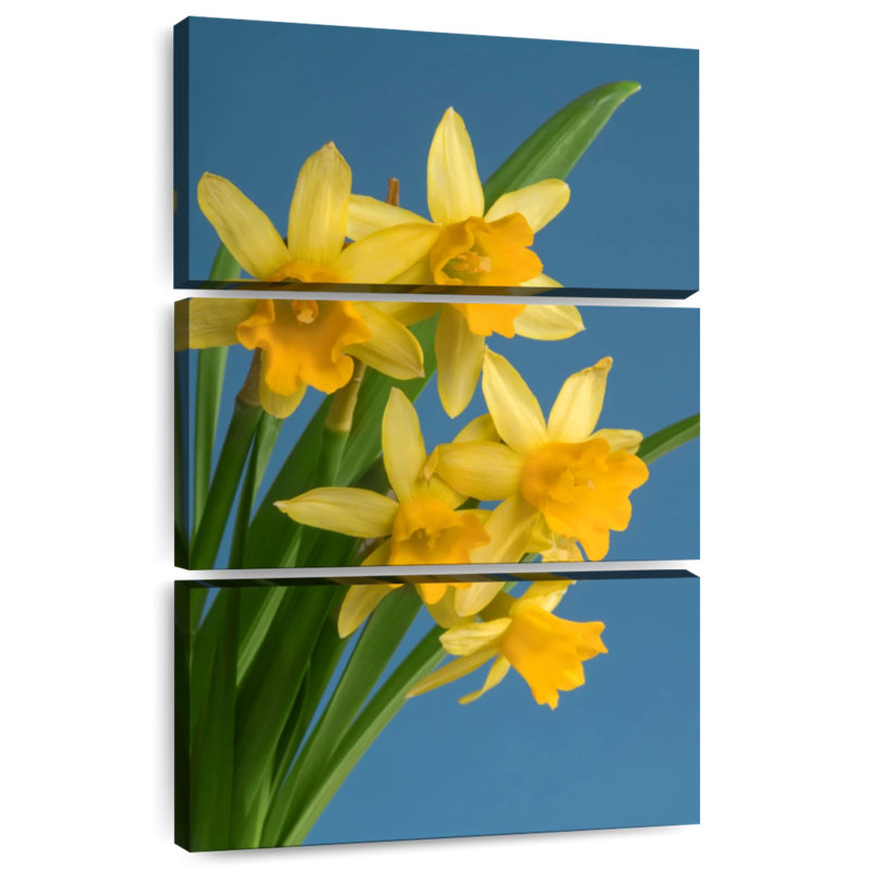 Jonquilles jaunes sur fond bleu Harnek, H 32 po x l 20 po