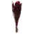 Raspberry