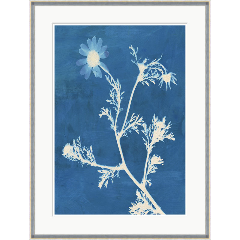 Montauk Daisies II Framed Print