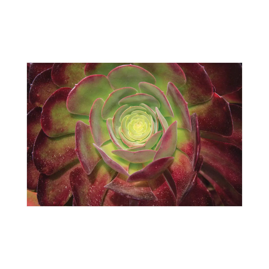 Succulent Named Prairie Sunset Or Houseleeks by Mallorie Ostrowitz - Wrapped Canvas Print