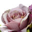 Ensemble de roses 19 po-512645559