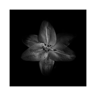Black And White Lily by Brian Carson - Wrapped Canvas Print