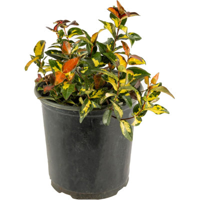 Flowering American Plant Exchange Jasmine Summer Sunset, Colorful Live Plant, 6-Inch Pot, Vining Foliage