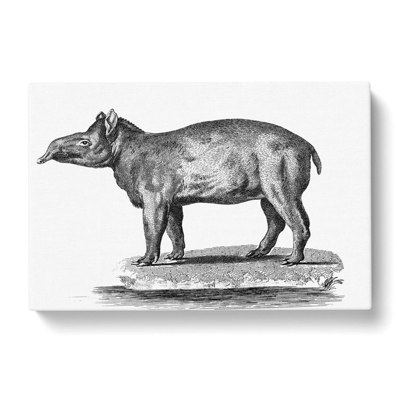 Tapir In Black & White by George Shaw - Wrapped Canvas Print, 50cm H x 76cm W x 3cm D