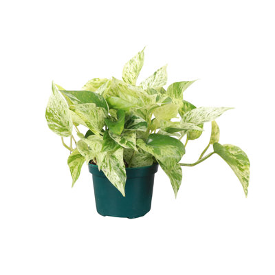 Live Marble Queen Pothos Plant