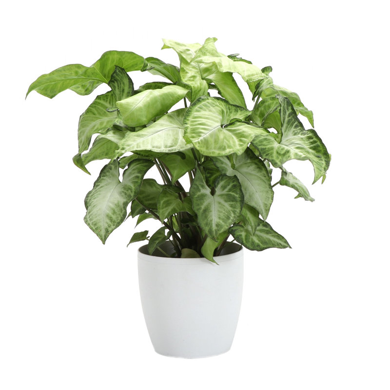 Live White Butterfly Plant in Classic Pot, White, 8'' H X 4'' W X 4'' D