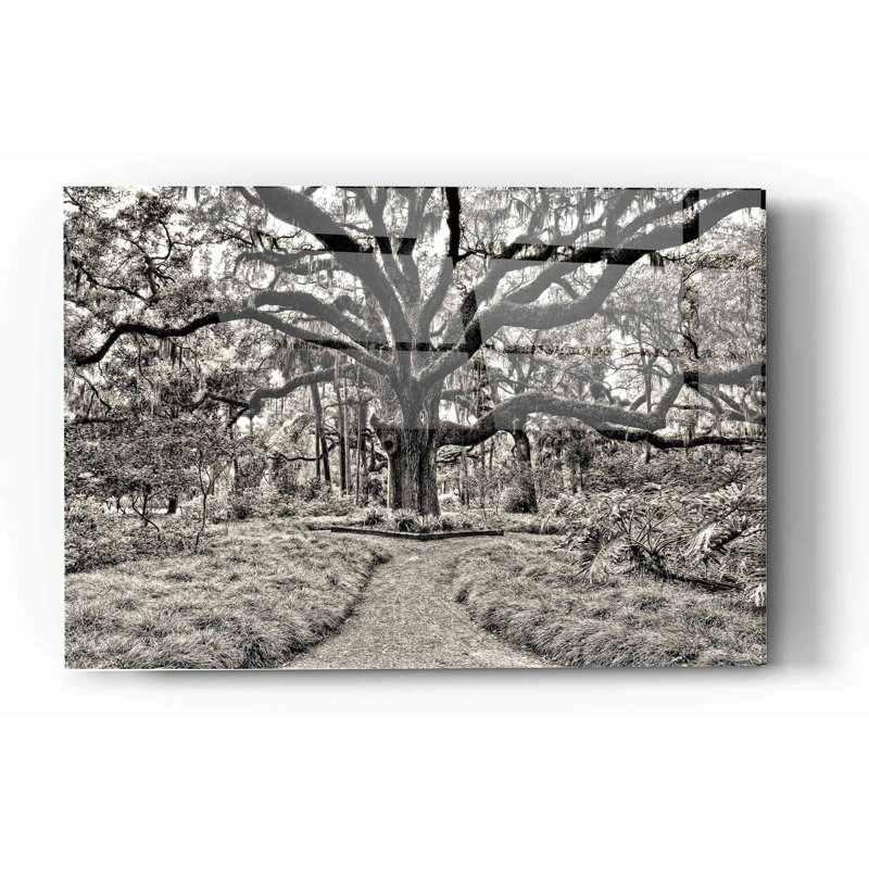 «Florida Tree» par PH Burchett, art mural en verre acrylique, H 12 po x l 16 po x P 0,12 po