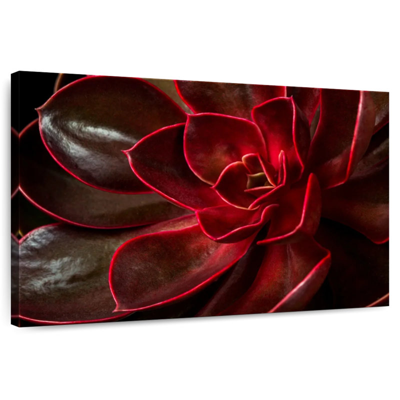 Harnek Red Echeveria Succulent, 8" H x 12" W