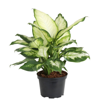 Costa Farms Indoor Dieffenbachia House Plant in 6-inch Grow Pot