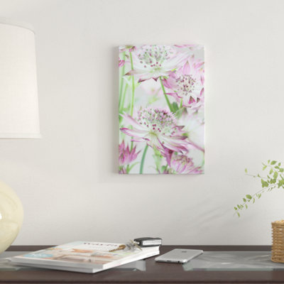 «Pastel Pink Astrantia Flowers» par Alyson Fennell - reproduction d'art sur toile tendue
