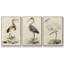 Antique Heron I, ensemble de 3 toiles encadrées sur toile-97759470-97759474