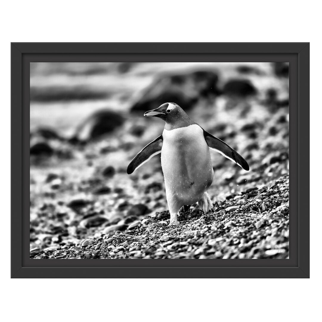 Gerahmtes Wandbild Pinguine