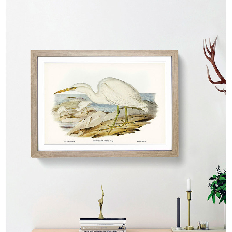 White Reef Herons by Elizabeth Gould - Framed Print, 27cm H x 36cm W x 2cm D, Oak Framed