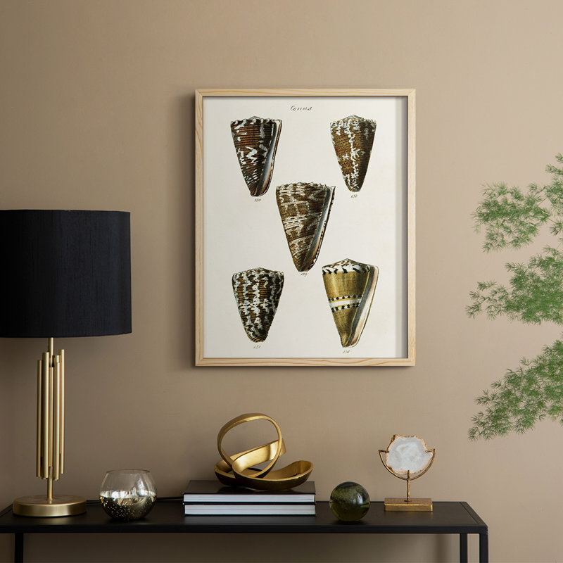 Cone Shell Collection, reproduction encadrée en V - bois massif, H 15 po x l 12 po