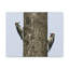 «Yellow Belly Sapsucker Couple», impression d'art mural-1641284755