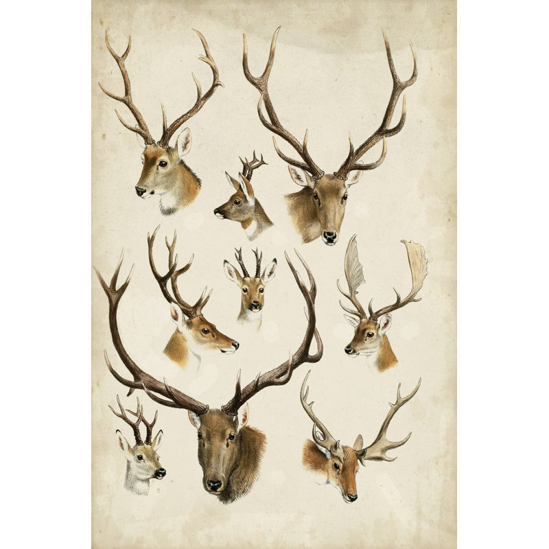 Western Animal Species II - Painting on Canvas, 46cm H x 30cm W, Wrapped Canvas
