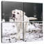 Brampt Labrador Retriever-109037526