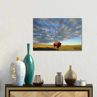 A Bison At The Fort Niobrara National Wildlife Refuge In Nebraska Near Valentine, Nebraska by Joel Sartore - Gallery-Wrapped Canvas Giclée on Canvas