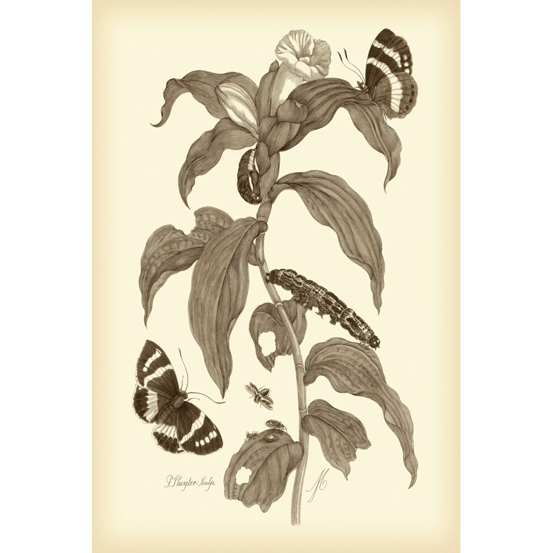 Nature Study In Sepia I by Maria S. Merian - Wrapped Canvas Print, 122cm H x 81cm W