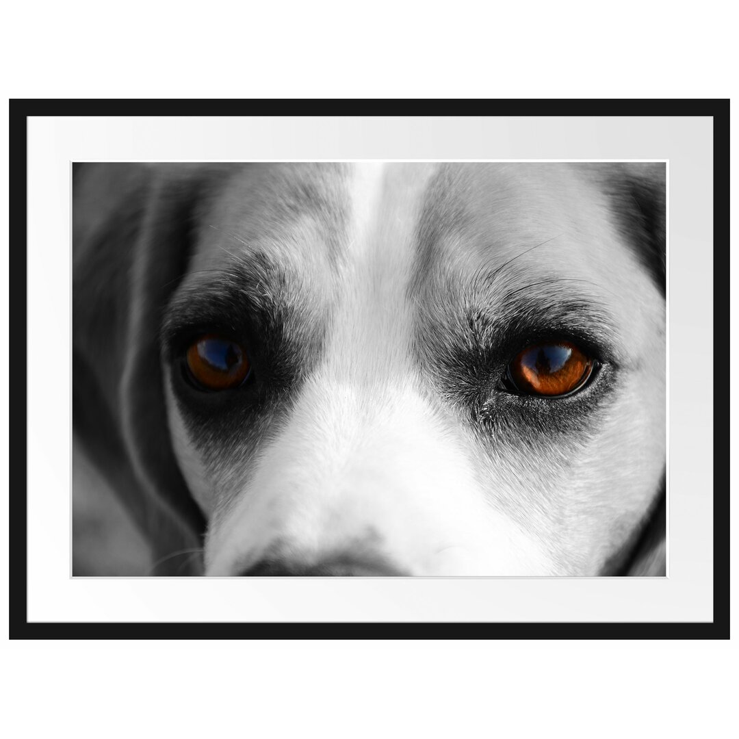 Gerahmtes Poster Große treue Beagle-Augen