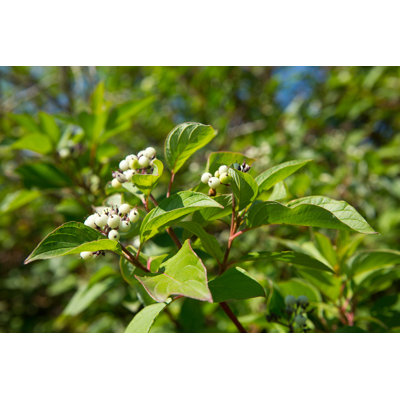 " Red Osier Dogwood " by Skyscapes