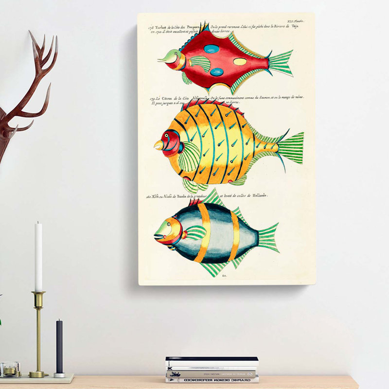 East Indies Fish Illustrations XLI by Louis Renard - Wrapped Canvas, 76cm H x 50cm W x 3cm D