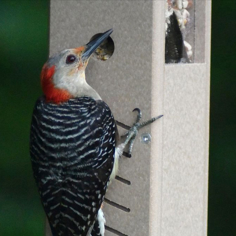 Hanging Hopper Bird Feeder